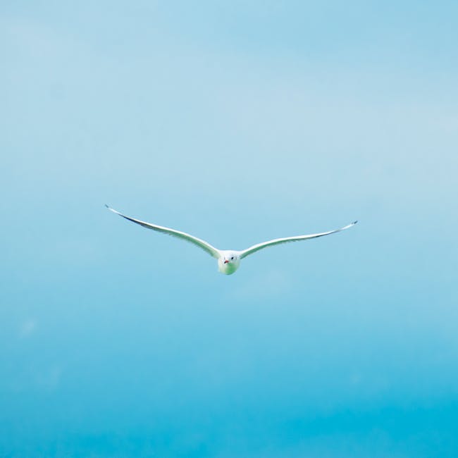 A seagull flies gracefully through a clear blue sky, showcasing nature's beauty.
